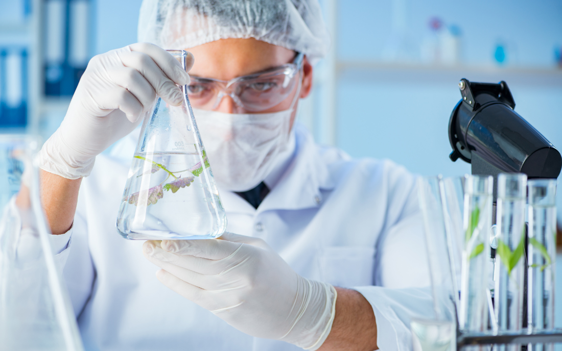 a guy testing Ginkgo Biloba in the lab 